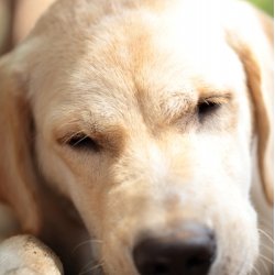 Cute labrador puppy