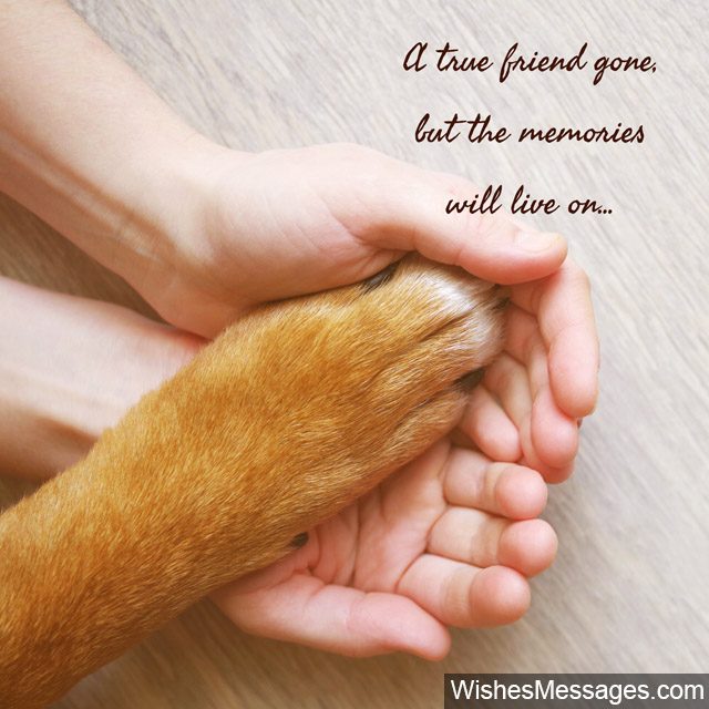 Sweet Sympathy Message For Pet Loss