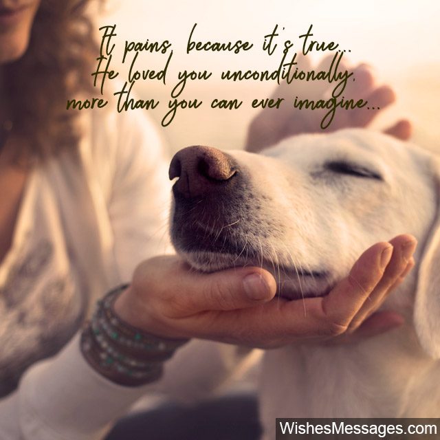 Sympathy Messages For Pets Condolence Quotes For Dogs Cats And